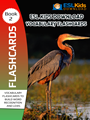 flashcards-ebook-2